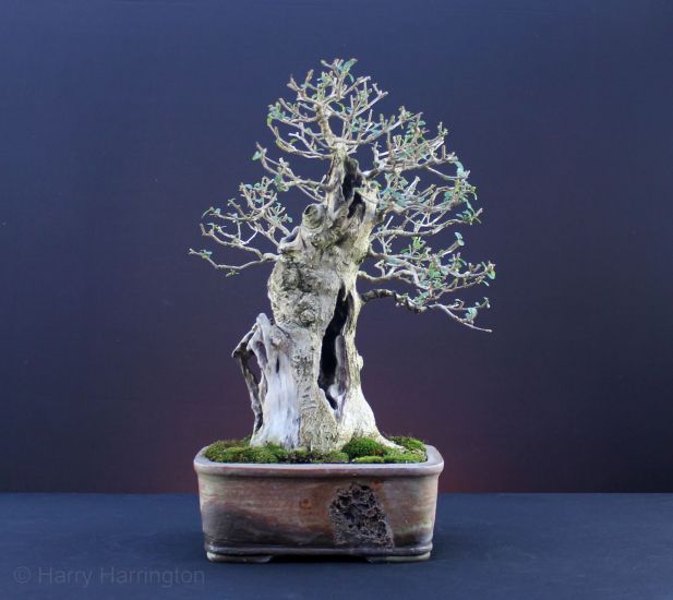 privet bonsai